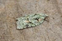 Acleris literana