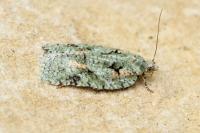 Acleris literana