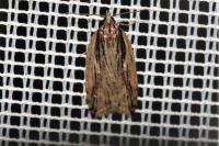 Acleris umbrana