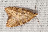 Aleimma loeflingiana