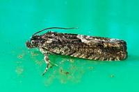 Pammene giganteana