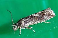 Pammene giganteana