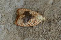Acleris forsskaleana