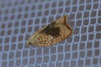 Acleris forsskaleana