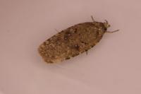 Agonopterix ciliella/heracliana