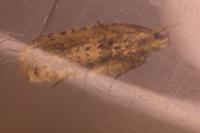 Agonopterix ciliella/heracliana