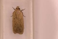Agonopterix rotundella