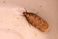 Depressaria albipunctella