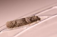 Tortricodes alternella