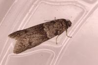 Tortricodes alternella