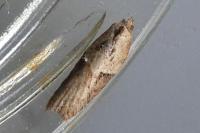 Acleris