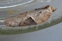Acleris