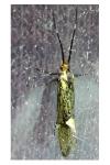 Esperia sulphurella