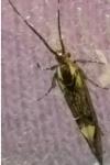 Esperia sulphurella