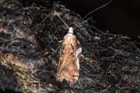 Acleris cristana