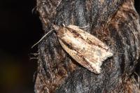 Acleris umbrana