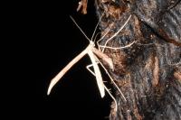 Emmelina monodactyla