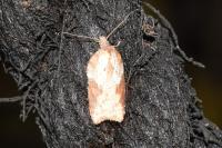 Acleris schalleriana