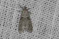 Diurnea fagella
