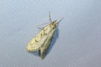 Diurnea fagella