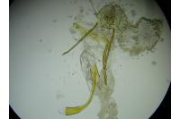 Tebenna micalis