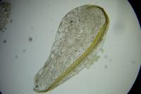Tebenna micalis