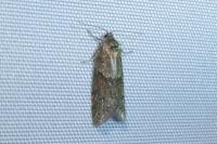 Tortricodes alternella