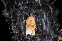 Acleris ferrugana/notana