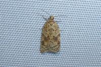 Acleris ferrugana/notana