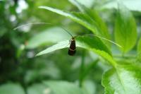 Adela australis