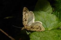 Diurnea fagella