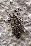 Diurnea fagella