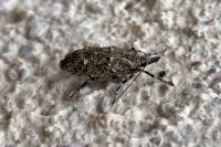 Diurnea fagella