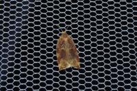 Archips xylosteana
