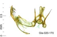 Pseudotelphusa occidentella