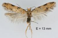 Pseudotelphusa occidentella