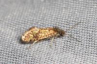 Dyseriocrania subpurpurella