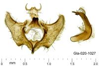 Aethes flagellana