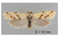 Aethes flagellana