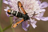 Pyropteron chrysidiforme