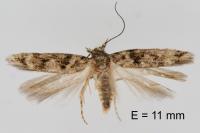 Caryocolum alsinellum