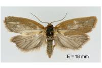 Clepsis unicolorana