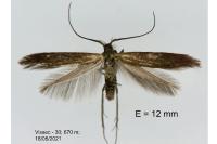 Coleophora amethystinella