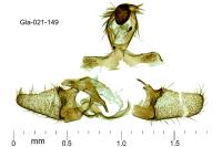 Coleophora albella