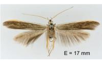 Coleophora albella