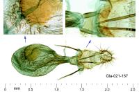 Aethes moribundana