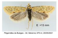 Aethes moribundana