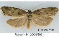 Cnephasia chrysantheana
