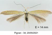 Coleophora oriolella