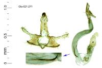Coleophora medelichensis